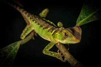Höchstwahrscheinlich ein Leguan (Iguanidae) der Gattung Enyalioides, "Woodlizards" oder "Dwarf iguana" bekannt. Ihre auffälligen Färbungen und Muster helfen diesen baumbewohnenden Echsen, sich in ihrer Umgebung zu tarnen.
