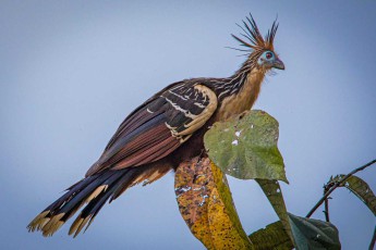 Ein Hoatzin, auch Stinkvogel genannt. Sein Fleisch gilt bei Indigenen als ungenießbar. Das liegt unter anderen an der sehr langsamen Verdauung, bei der ein Teil der Nahrung fermentiert wird und das Fleisch den entstehenden Geruch aufnimmt.