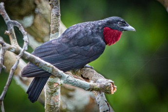 Ein Purpurbrustkotinga (Querula purpurata).