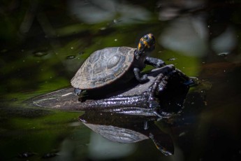 Eine Terekay-Schienenschildkröte.
