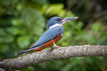 Der größte Eisvogel des Amazonas: Der Rotbrustfischer.