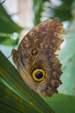 Ein Caligo oileus, auch Eulenauge genannt.