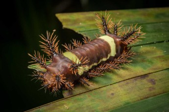 Eine Raupe der Schmetterlingsgattung Automeris mit charakteristischen Brennhaaren.