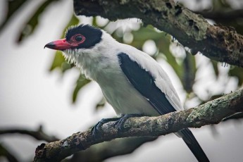 Eine Schwarznackenbekarde (Tityra cayana).