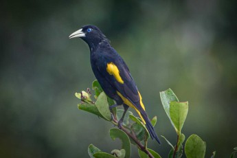 Eine Gelbbürzelkassike (Cacicus cela) im Dschungel nahe der Sacha Lodge.