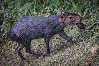 Ein Nagetier namens Aguti. Diese Aufnahme habe ich in der Sacha Lodge vom Bretterweg aus machen können.
