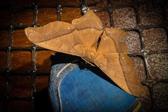 Vermutlich ein Mottenfalter, der nachts auf meinem Schuh pausiert. Sie gehören zur Familie der Eulenfalter (Noctuidae) und sind bekannt für ihre beeindruckende Flügelspannweite, die bis zu 30 Zentimeter erreichen kann.