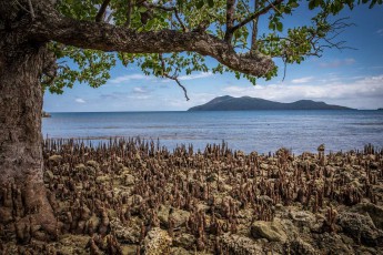 Blick über Mangrovenwurzeln. Im Hintergrund die Insel Nguna.