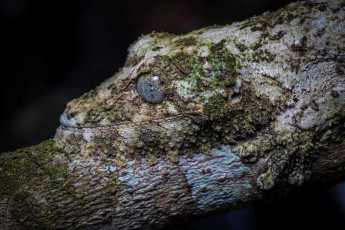 Perfekt an die moosbewachsene Baumrinde angepasst, ist dieser Blattschwanzgecko (Uroplatus) nur durch sein blaues Auge zu erkennen - die nachtaktiven Meister der Tarnung gehören zu den am besten getarnten Reptilien der Welt und sind ausschließlich in den Regenwäldern Madagaskars heimisch.