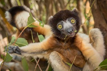 Mit grünen Blättern zwischen den Zähnen und unwiderstehlich großen gelbgrünen Augen kaut ein bezaubernd niedlicher Kronensifaka genüsslich seine Mahlzeit - die rührende Art, wie dieser kritisch gefährdete Lemur mit seinen geschickten Händchen die Blätter festhält, macht ihn für mich zu einem der sympathischsten Bewohner des Lemur's Parks.