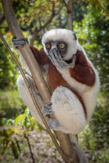 Ein Coquerel-Sifaka scheint schockiert in den Regenwald zu blicken. Seine seidenweiche, cremefarbene Behaarung schimmert im gesprenkelten Sonnenlicht des Lemur's Park nahe Antananarivo. Mühelos hält er sich mit nur drei Gliedern am Ast.