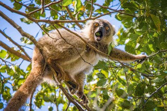 Mit weit geöffnetem Maul stößt ein Sanford-Lemur (Eulemur sanfordi) seinen charakteristischen Alarmruf aus - diese Lautäußerung dient der Kommunikation mit Artgenossen und warnt die Gruppe vor möglichen Gefahren oder markiert das Territorium in den Baumkronen der madagassischen Regenwälder.