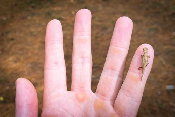 Der für mich emotionalste Momente der Madagaskarreise: Kaum größer als ein Daumennagel wackelt ein winziges Zwergchamäleon (Brookesia sp.) über meine Handfläche - mit nur 2-4 Zentimetern Körperlänge gehören sie zu den kleinsten Wirbeltieren der Welt und sind perfekt an das Leben im Blätterboden der Bergregenwälder angepasst.