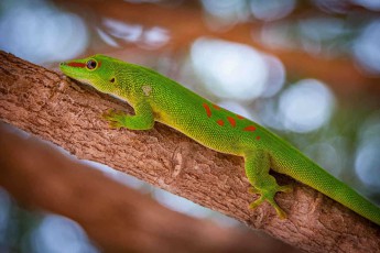 Mit seinem leuchtend smaragdgrünen Schuppenkleid und den charakteristischen roten Flecken sonnt sich ein Madagaskar-Taggecko (Phelsuma sp.) auf einem Ast - diese farbenprächtigen Echsen sind endemisch auf der Insel und ernähren sich hauptsächlich von Nektar, Pollen und kleinen Insekten.