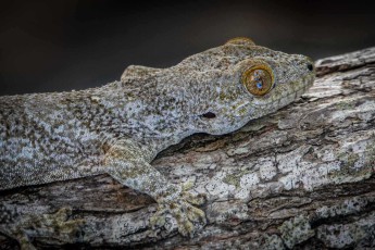 Mit seinem leuchtend goldenen Auge und der perfekten Rindentarnung verschmilzt ein Boivin-Gecko nahezu unsichtbar mit der Baumrinde nahe der Taubenbucht - dieser nachtaktive Samtgecko ist endemisch in Madagaskar und zählt zu den größeren Geckoarten der Insel mit seiner charakteristischen grau-bräunlichen Färbung.