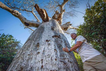 Mit ehrfürchtigem Blick berührt Jocelyn einen majestätischen 400 Jahre alten Baobab-Baum - der mächtige Stamm dieses "Baumes des Lebens" kann bis zu 25 Meter Umfang erreichen und gilt in der madagassischen Kultur als heilig, da diese Baumriesen jahrhundertelang als Wasser- und Nahrungsquelle für ganze Generationen dienten.