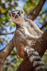 Mit seinem charakteristischen schwarz-weiß geringelten Schwanz und den leuchtend orangefarbenen Augen thront ein Katta entspannt in der Astgabel - diese ikonische Lemurenart ist das Wahrzeichen Madagaskars und besticht durch ihr geselliges Verhalten in matriarchalisch organisierten Gruppen von bis zu 30 Tieren.