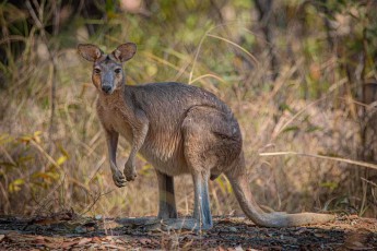Ein Antilopin-Känguru pausiert am Straßenrand der Gibb River Road und mustert aufmerksam die Umgebung – das kleinste der drei großen Känguru-Arten bewohnt die steinigen Hügel und Spinifex-Grasländer der Kimberley-Region und kann dank seiner kräftigen Hinterbeine mühelos über Felsen und Geröll springen.