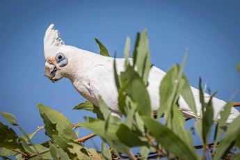 Ein Gelbhaubenkakadu knabbert geschickt an den Samen eines Eukalyptusbaumes in der Warla Gorge – mit seinem kräftigen Schnabel und der charakteristischen schwefelgelben Federhaube zählt dieser intelligente Papagei zu den wenigen Vogelarten, die Werkzeuge benutzen können und in großen, lärmenden Schwärmen durch die Kimberley-Region ziehen.