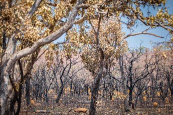 Schwarze Skelette verkrümmter Äste ragen zwischen überlebenden Eukalyptusbäumen empor – die Narben eines Buschfeuers durchziehen die Kimberley-Landschaft, während Termitenhügel wie steinerne Wächter aus der verkohlten Erde aufsteigen.