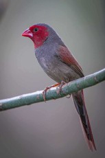 Eine Sonnenamadine präsentiert ihr leuchtend karminrotes Gesicht und den kräftigen orangeroten Schnabel auf einem dünnen Ast – dieser kleine Prachtfink bewohnt die tropischen Grasländer und Flussufer der Kimberley-Region.