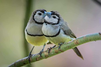 Zwei Ringelastrilde kuscheln sich aneinander. Die zierlichen Finken mit ihren bilden lebenslange Partnerschaften und zeigen ihre Zuneigung durch solch innige Berührungen.