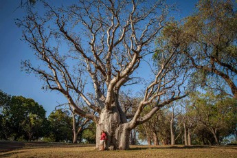 Ein majestätischer Boab-Baum reckt seine mächtigen Äste gen Himmel und verdeutlicht eindrucksvoll die monumentalen Dimensionen dieser australischen Ikone, die bis zu 1.500 Jahre alt werden kann.