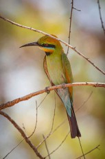 Ein Regenbogenspint thront auf seinem Ausguck. Smaragdgrün, türkis und goldocker verschmelzen in seinem Gefieder zu einem lebenden Farbfächer.
