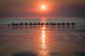 Wie Scherenschnitte ziehen die Kamele durch das glutrote Abendlicht am Cable Beach. Ihre Silhouetten spiegeln sich im nassen Sand, während der Indische Ozean die Sonne langsam verschluckt.