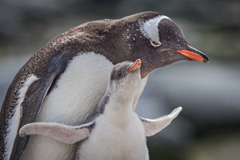 A gentoo penguin chick begs persistently for food, its flippers stretched out wide. Soon, the adult bird will give in and regurgitate the coveted krill.