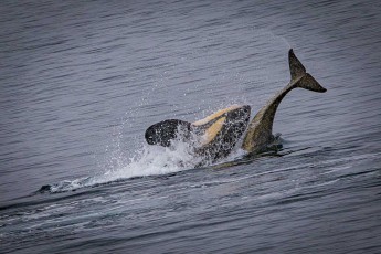 Two orcas swim closely entwined through the Antarctic Sea – a rare sight and a typical sign of mating. The yellowish coating on their skin comes from diatoms, which thrive in icy waters.