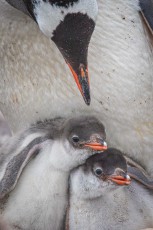 Two gentoo penguin chicks huddle together beneath the watchful gaze of their parent. Soon they will exchange their grey down for the streamlined plumage of the adults.