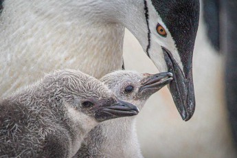 Two chinstrap penguin chicks nestle against their parent. Their grey down does not yet protect against Antarctic cold – only the dense adult plumage will make them waterproof.