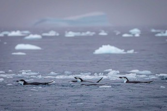 Chinstrap penguins dash through the icy sea – an elegant rise and fall combining speed with breathing.