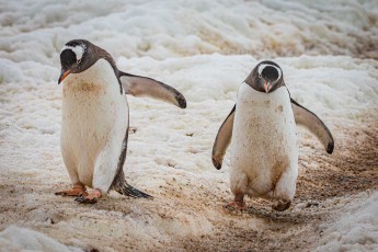 Two gentoo penguins waddle along a penguin highway – well-worn paths trampled into the snow by generations of birds. These routes connect colony and sea.