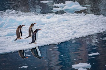 Three gentoo penguins near Skontorp Cove.