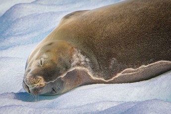 A crabeater seal resting on an ice floe.