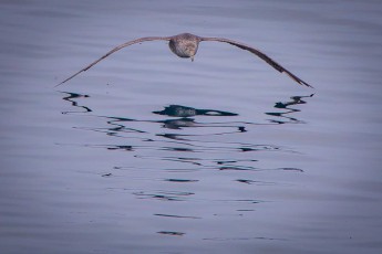 A giant petrel glides just above the mirror-smooth Antarctic sea. With a wingspan exceeding two metres, it roams the southern oceans in search of carrion and fish.