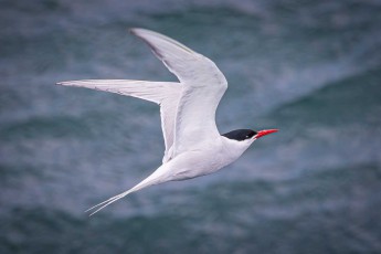 A coastal tern, the long-distance record holder among all animals: every year, it commutes from the Arctic to the Antarctic and experiences two summers. Some birds cover up to 90,000 km in 10 months.