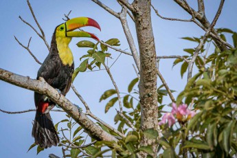 A keel-billed toucan pauses on a bare branch.