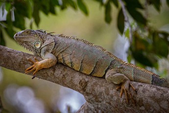 A green iguana rests motionless on the branch - the canopy holds the midday heat – the animal waits, still as bark, while warmth moves through its body.