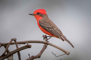 A Vermilion Flycatcher.