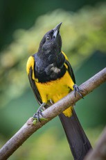 A Black-cowled Oriole stretches its neck to get a better look as I approach.
