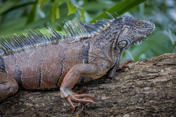 Slate-blue and ochre scales, dewlap taut – a green iguana pauses.