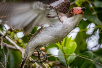 A Great Kiskadee caught mid-launch.
