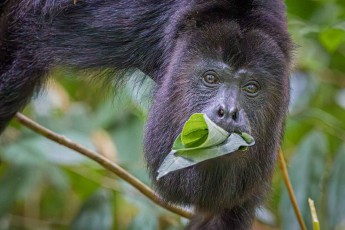 A howler monkey curiously pauses mid-bite, leaves still pressed between its lips.
