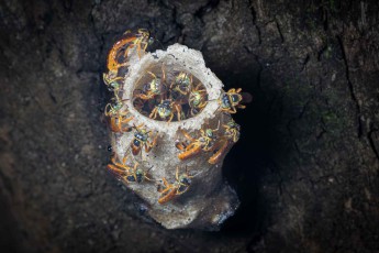 Stingless bees swarm around the waxy entrance tube of their tiny nest on a rotten tree trunk.