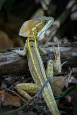 A Brown Basilisk on weathered wood, Lumbantun, Belize.