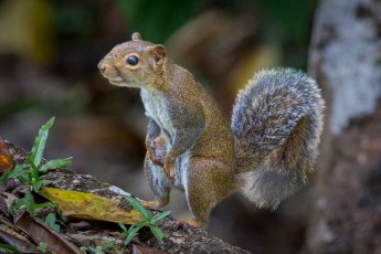 An Eastern gray squirrel poised on a decaying log in Lumbantun.