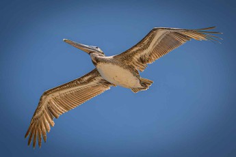 A Brown pelican soaring above the Caribbean off Hopkins.